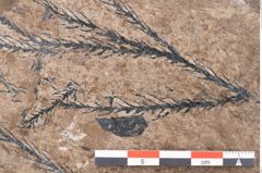 Foto (Detailansicht) von Araucaria sternbergii Goeppert (NHMW-GEO-2024-0188-8295)